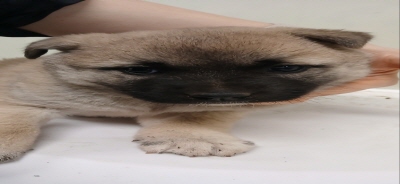 (사)동부동물보호협회_426330202500044